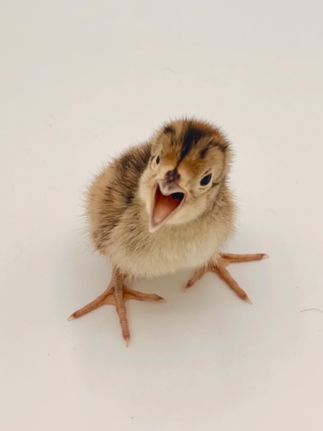 A two-day-old pheasant possibly doesn't wish to be photographed.